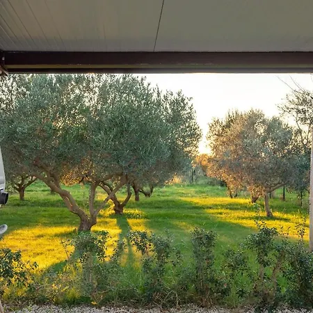 Olive Paradise Ii By Istrialux